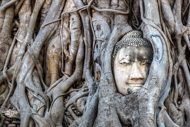 istock Ayutthaya Head of Buddha statue 1256929744