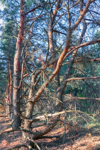 istock old pine forest. fancy shapes of old trees 1256929929
