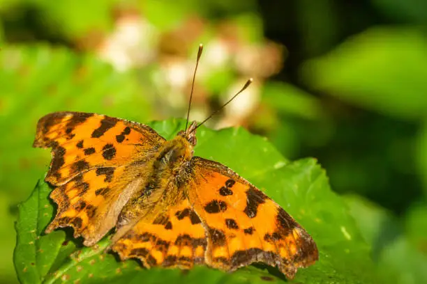A comma butterfly with open wings photographed from behind.