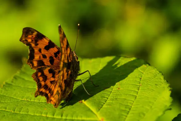 A comma butterfly with folded wings photographed from behind.