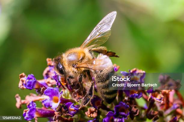 Bee At Work Stock Photo - Download Image Now - Accuracy, Agricultural Field, Animal