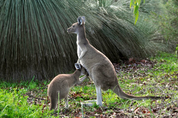 western grey kangaroo mère allaitant son joey - joey kangaroo young animal feeding photos et images de collection