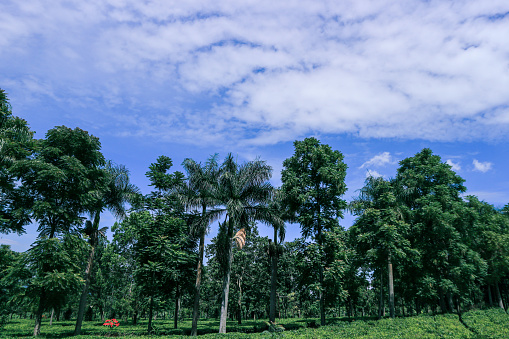 beautiful scenery from a plantation in Cianjur, a village in Indonesia which is very famous for its bustling tourist areas on holidays