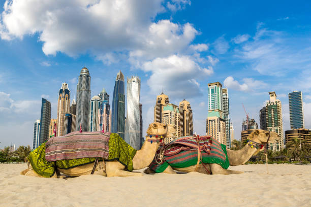 istock Camel in front of Dubai Marina 1256932483