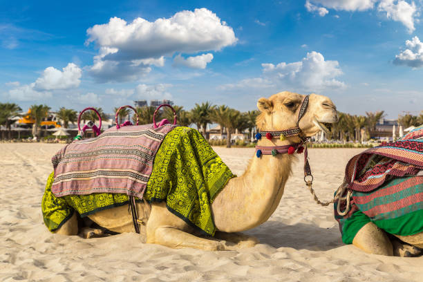 istock Camel in front of Dubai Marina 1256932491