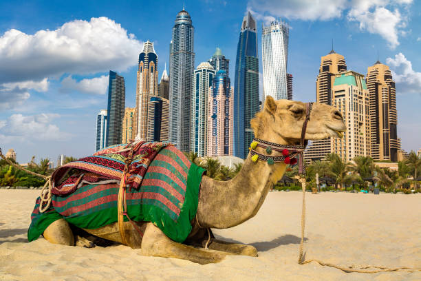 istock Camel in front of Dubai Marina 1256932498