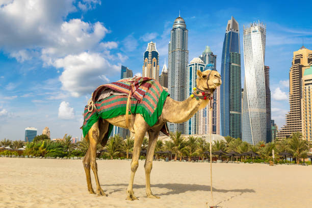 istock Camel in front of Dubai Marina 1256932503