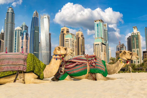 istock Camel in front of Dubai Marina 1256932511