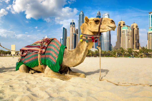 istock Camel in front of Dubai Marina 1256932519