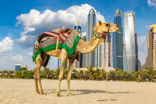 istock Camel in front of Dubai Marina 1256932530