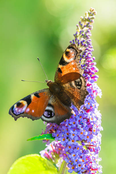 istock The peacock butterfly 1256932551