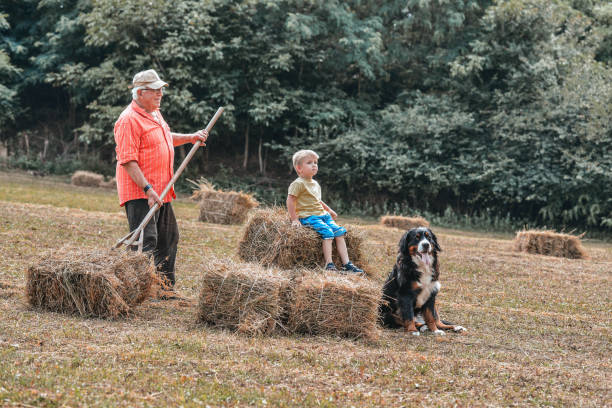 istock Enjoying a summer sunny day in the field 1256934744