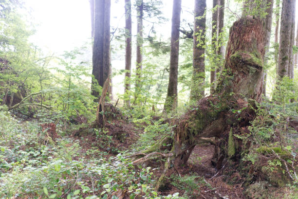 istock Port Renfrew aka Wild Renfrew, BC 1256936973