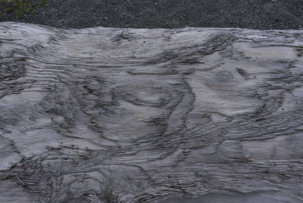 Abstract driftwood on a sandspit