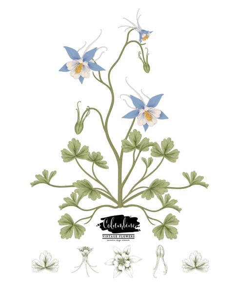 Sketch Floral decorative set. Columbine flower drawings. Vintage line art isolated on white backgrounds. Hand Drawn Botanical Illustrations. Elements vector. Sketch Floral decorative set. Columbine flower drawings. Vintage line art isolated on white backgrounds. Hand Drawn Botanical Illustrations. Elements vector. columbine stock illustrations