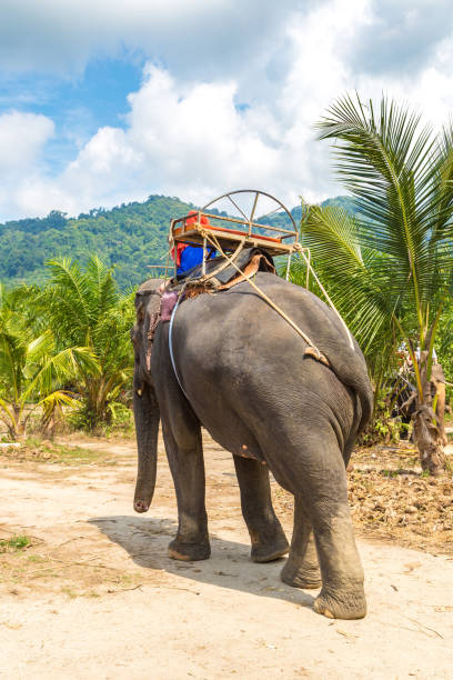istock Tourists riding elephant in Thailand 1256939158