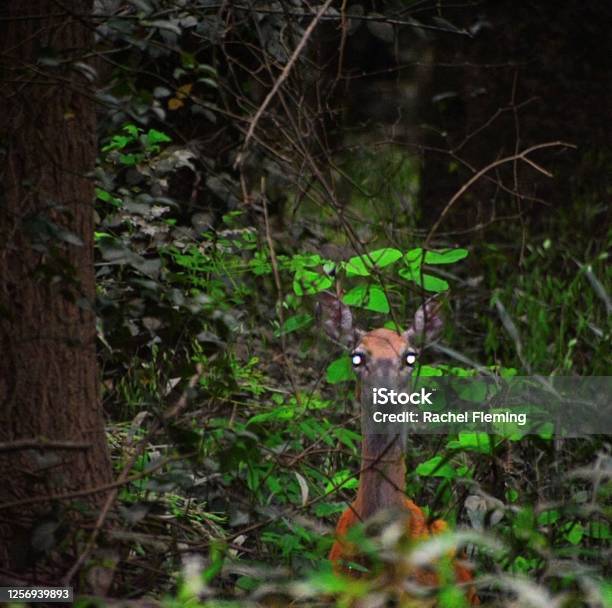 Deferent Doe Stock Photo - Download Image Now - Camera - Photographic Equipment, Deer, Footpath