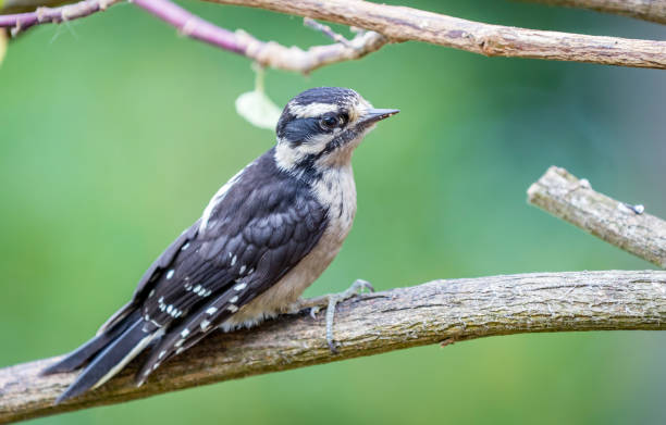 istock Downy woodpecker 
