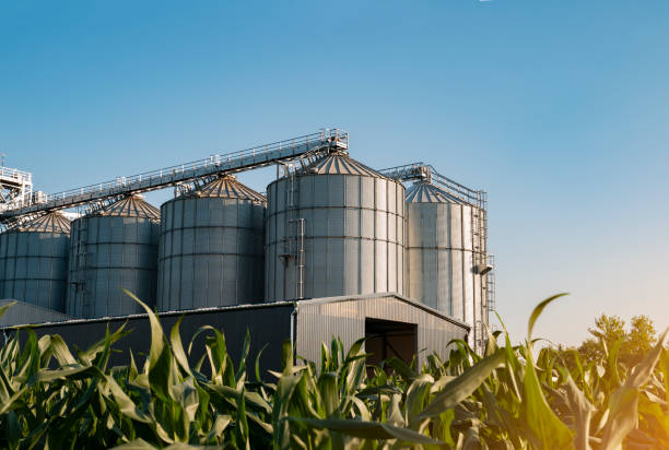 istock Modern steel silos among corn field in sunset 1256940775