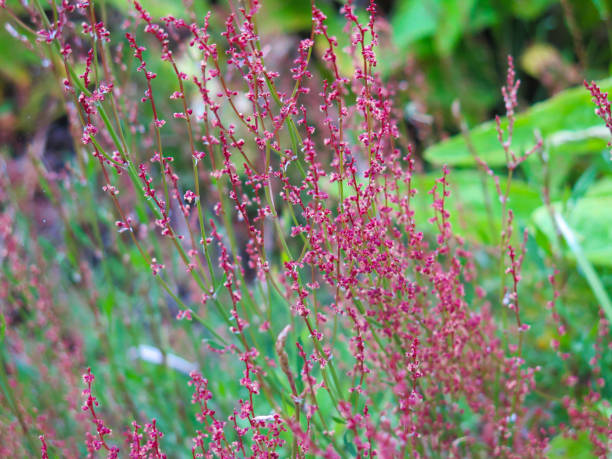 istock red spikes in the grass 1256940823