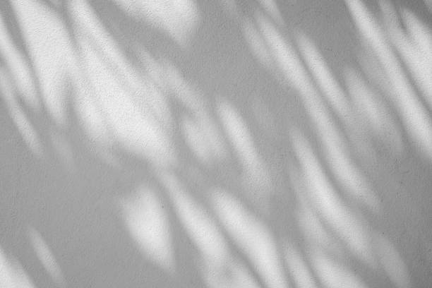 istock White cement wall with shadow of leaves 1256940840