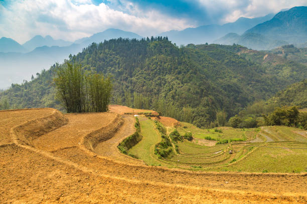 istock Terraced rice field in Sapa 1256941694