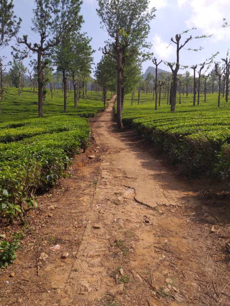 istock Nature and tea garden 1256947739