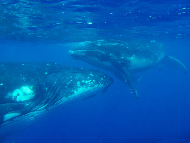 istock Humpback whale nudging its calf in Tonga 1256947915