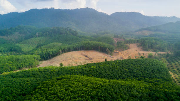 열대우림 삼림 벌채 - aerial view lumber industry oil tropical rainforest 뉴스 사진 이미지