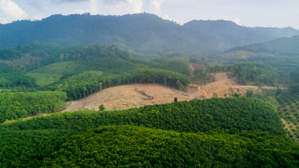 обезлесение тропических лесов - aerial view lumber industry oil tropical rainforest стоковые фото и изображения