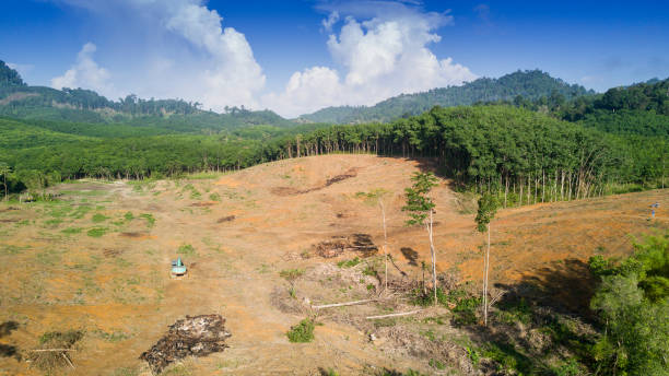 열대우림 삼림 벌채 - aerial view lumber industry oil tropical rainforest 뉴스 사진 이미지