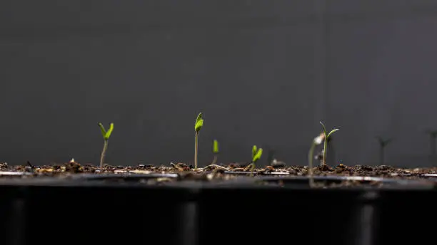 The seeds that farmers planted in a seedling pot are sprouting through the soil surface. There is strong growth.