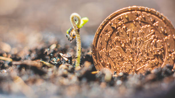 istock The seeds planted in the seedling pot are sprouting through the soil surface. There is strong growth. With a Euro coin beside the concept of corporate advancement 1256949153