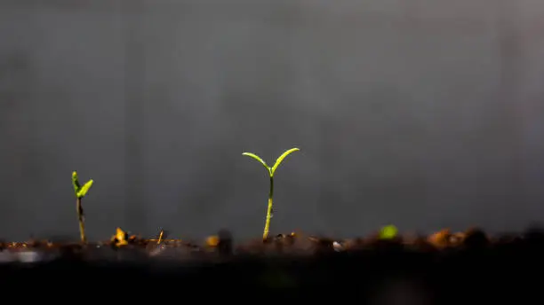 The seeds that farmers planted in a seedling pot are sprouting through the soil surface. There is strong growth.
