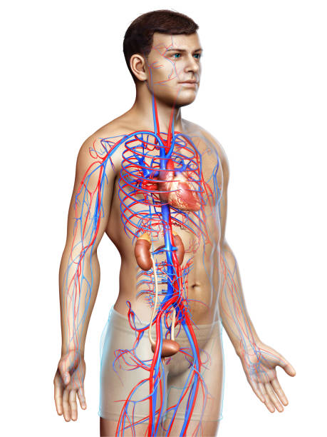 istock 3d rendered, medically accurate illustration of the kidneys and circulatory system 1256950808