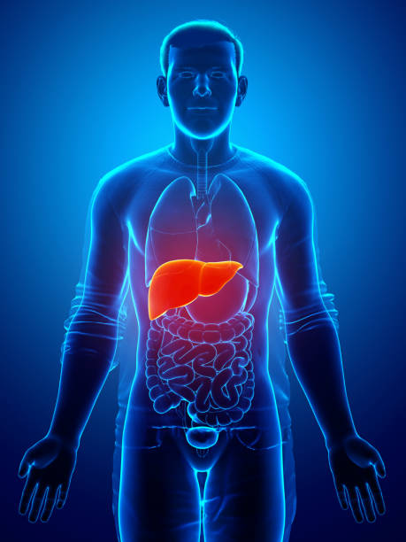 illustrazione 3d renderizzati e medicalmente accurata di anatomia del fegato maschile - liver foto e immagini stock
