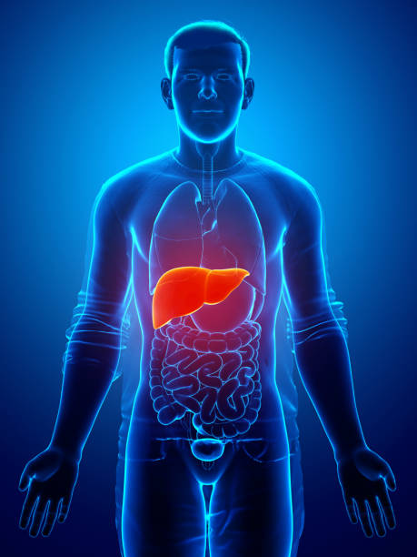 3d rendered, medically accurate illustration of male  Liver Anatomy stock photo