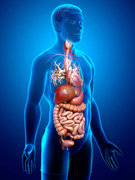 istock 3d rendered medically accurate illustration of male Digestive System  and heart 1256951445