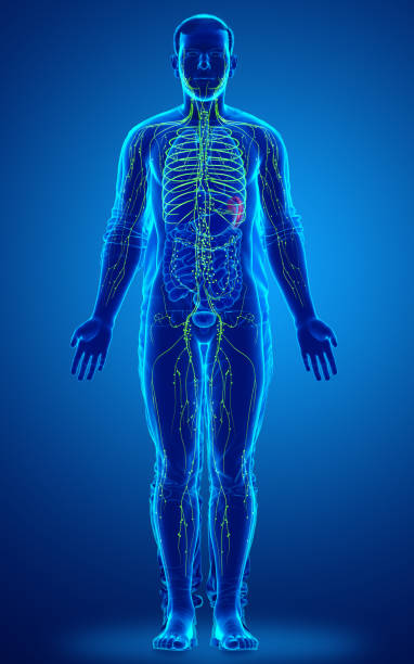 istock 3d rendered medically accurate illustration of a male lymphatic system 1256951484