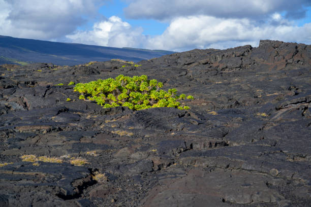 Green plants grow from black lava in Hawaii.