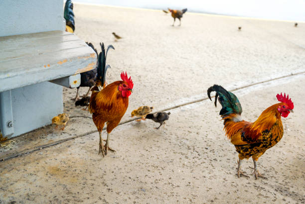 Feral chickens roam Hawaii
