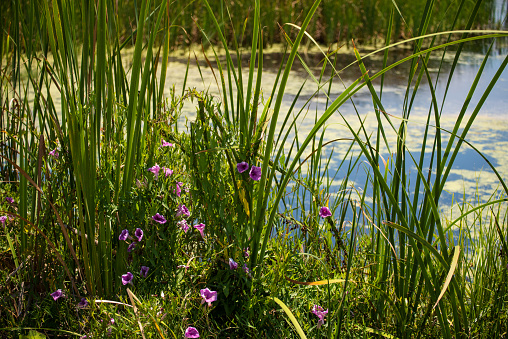 Flowers and Reeds in the Marsh
