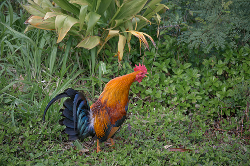 Feral rooster wanders wild in Hawaii.