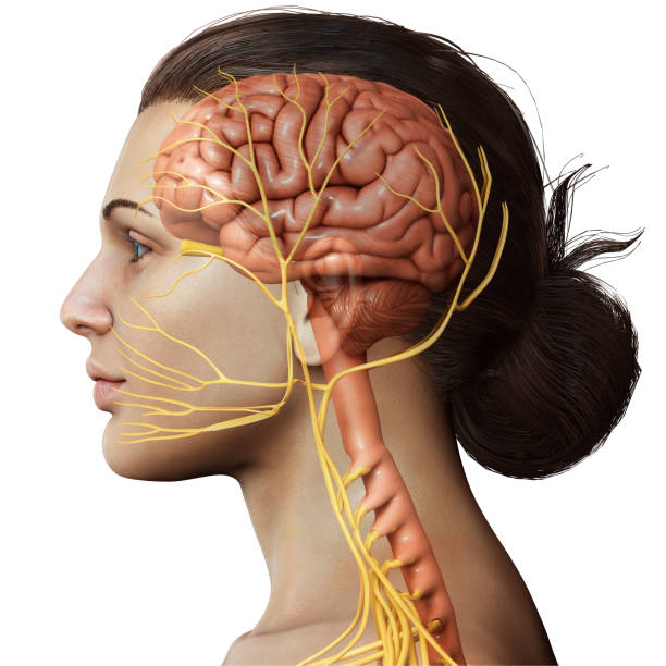 illustration médicalement précise rendue 3d d’une anatomie de cerveau femelle - intermediate photos et images de collection
