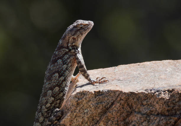 istock A Lizard Warms It's Body in the Morning Sun 1256953404