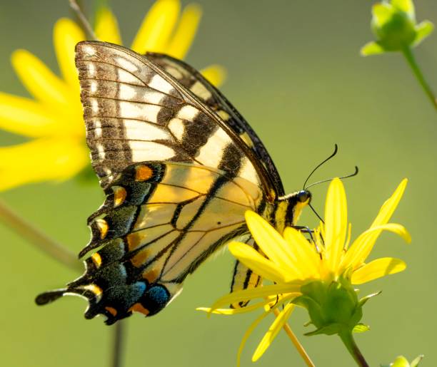 istock Eastern Tiger Swallowtail Butterfly on yellow flower 1256953412