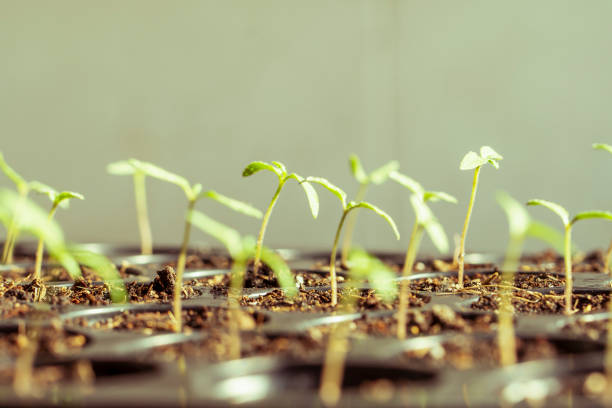 istock young tomato plant on the seeding pot 1256953995