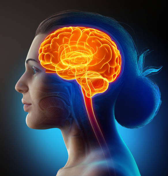 istock 3d rendered, medically accurate illustration of a female highlighted brain /headache 1256954038