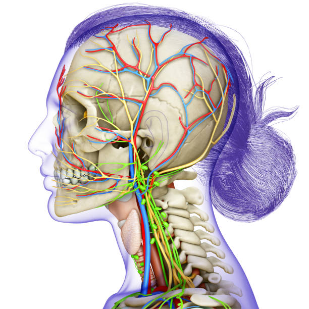 3d rendering medical illustration of Female head anatomy for education stock photo