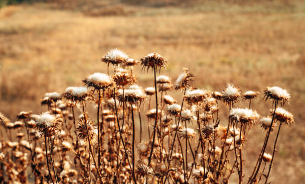 istock dried flowers at summer countryside 1256962002